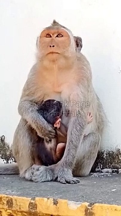 Funny Animals Shorts, New Animals Video,Viral Video, Trending Video, Shorts Video,Viral Reels Video #Animalsvideo#Monkeyvideo