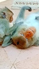 Funny Animal's Shorts, Shorts Video , Monkey Shorts Video, New Animal's Video #Animalsvideo#Monkeyvideo