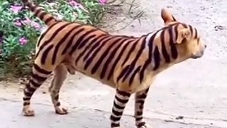 #Dog- Tiger prank viral video