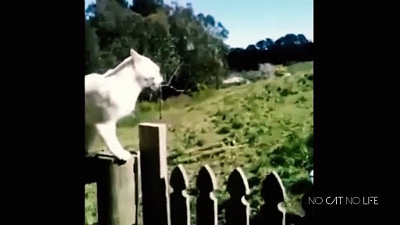 Funny Cats Comp Part 2