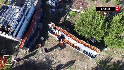 Adanalı çiftçiler yeşillenme hastalığına karşı teyakkuzda