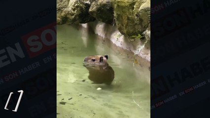 Suyun içinde yürüyen bebek Kapibara