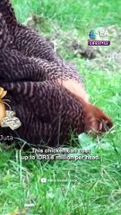World's top 5 most expensive chickens