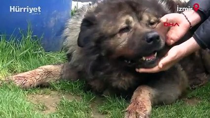 Çalmak isteği köpek karşı koyunca pompalı tüfekle vurdu... Sahibi isyan etti: O bizim canımız