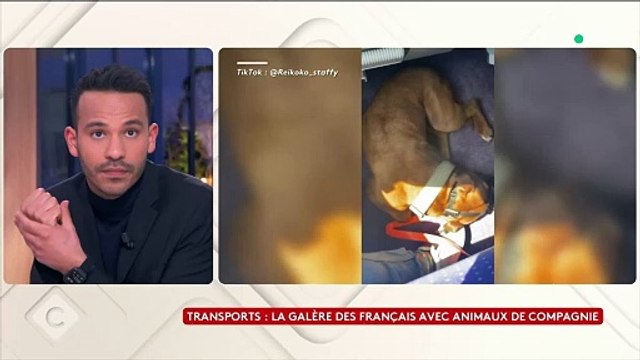 Regardez les témoignages de Français qui évoquent la galère dans les trains quand ils voyagent avec leurs chiens: C'était impossible de s'installer avec mes chiens - VIDEO