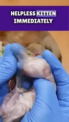 The cat's story is a habit for life #cat #cats