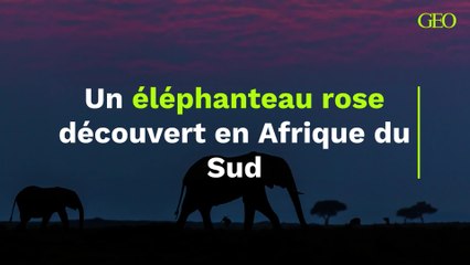 Un éléphanteau rose découvert en Afrique du Sud