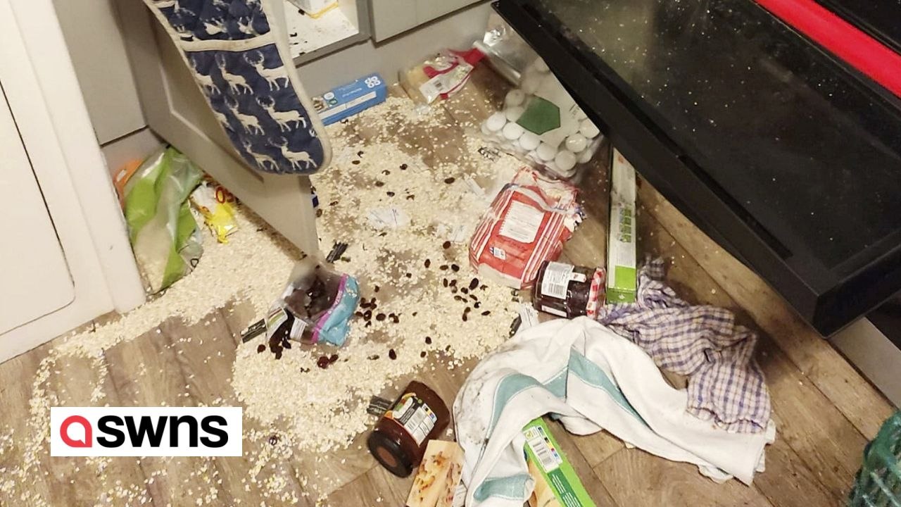 Dachs verursachte 5.000 pfund schaden bei „goldlöckchen"-ähnlichem Überfall auf ein landhaus