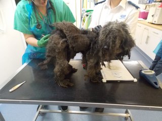 Watch the moment RSPCA saved 30 poodles found in a poor environment in Pembrokeshire