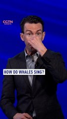 How Do Whales Sing Underwater? 🐋