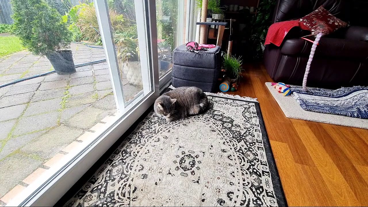 30 Minutes Cat Loaf Livestream No Music Natural Sound