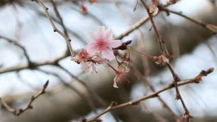 İstanbul’da yalancı bahar... Gıda fiyatları için uyarı