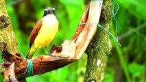 World Beautiful Birds 4K HDR 60fps Video _ The Greatest BIRD COLLECTION in 4K 60FPS HDR