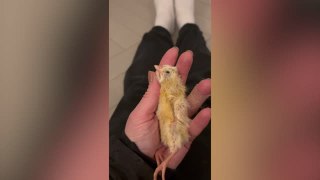 Baby Chick Saved By A Blow Dryer | Wild-ish TV