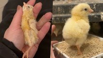 Baby Chick Saved By A Blow Dryer | Wild-ish TV
