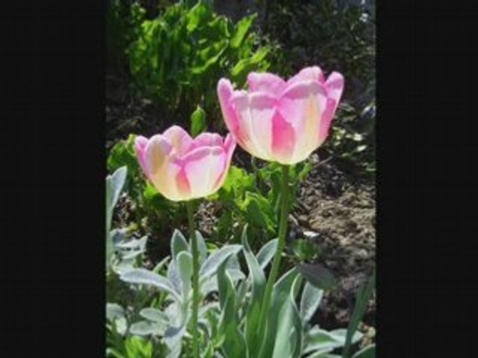 Printemps 2008 Au Fare