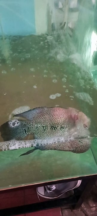 Ikan sekarat