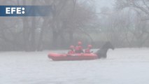 Rescatan a un caballo atrapado en terrenos inundados en Jundiz (Vitoria)