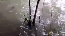 Naligo Si Puppy Sa Ilog- P2