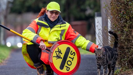 Lollipop lady's kitty helps kid cross the road