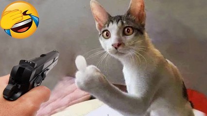 New Funny Videos 2024 - Cutest Cats and Dogs