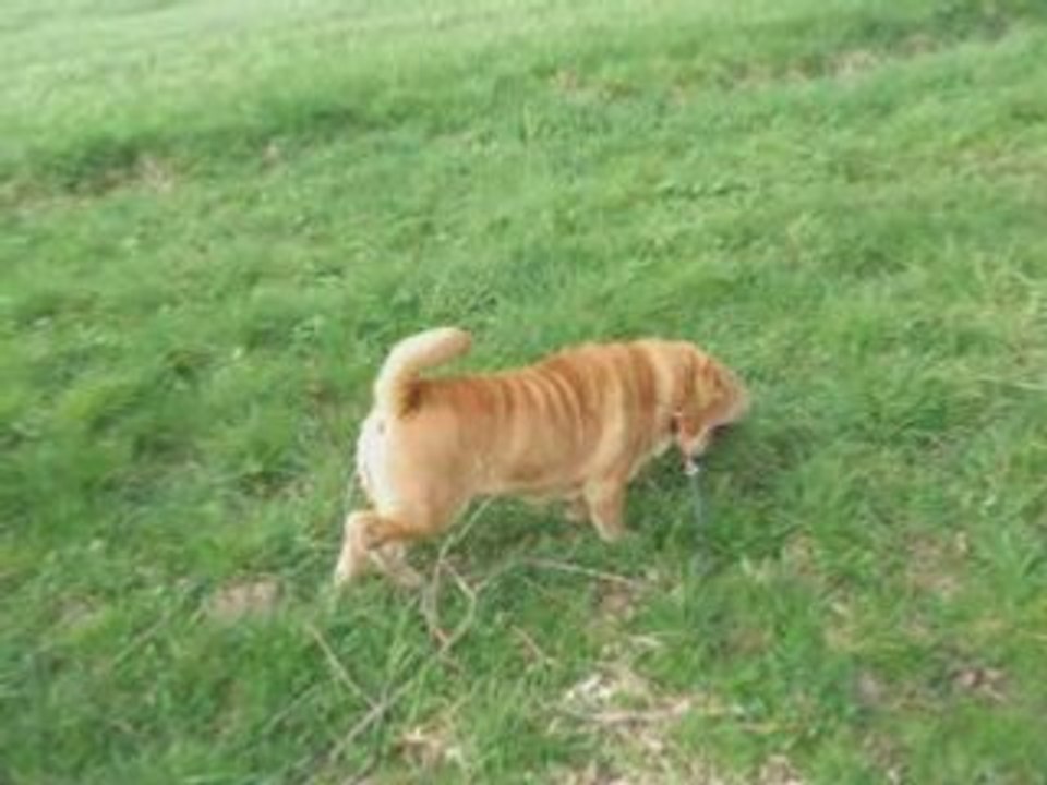 Promenade chiens