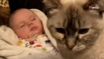 On lui conseille d’abandonner ses chats : elle tourne une vidéo pour montrer la relation de son bébé avec ses animaux