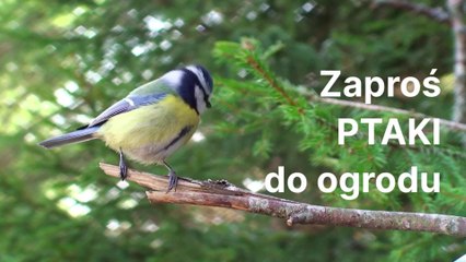 Zaproś ptaki do ogrodu