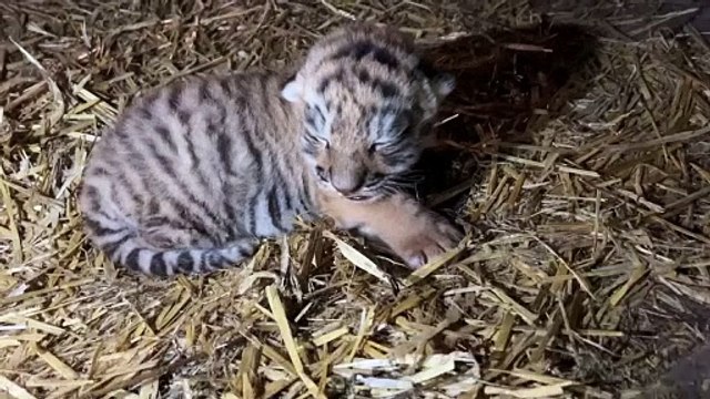Rare baby Siberian tiger born at Copenhagen Zoo