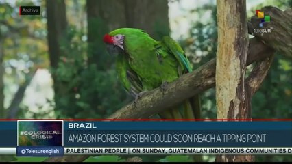 Amazon forest system could soon reach a tipping point