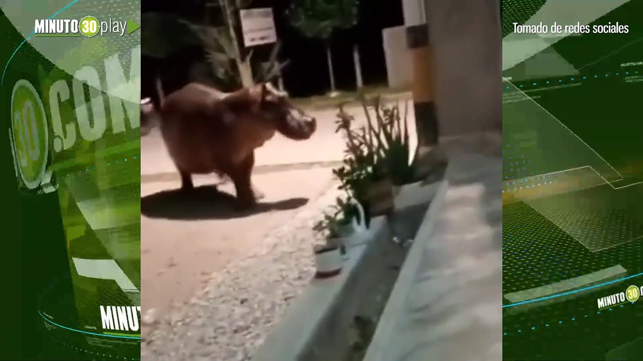 Hipopótamos andan sueltos en calles de Doradal como si fueran perros o gatos