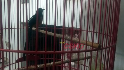 5 Hal yang merusak murai batu lomba