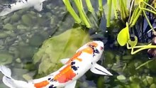 Pinterest-1709027936864_720