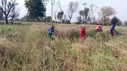 Download Video: Women busy harvesting mustard...watch video