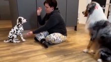 Enseña a dar la pata a su nuevo perro: ¡5 millones mueren de risa al ver lo que hace el otro! (Vídeo)