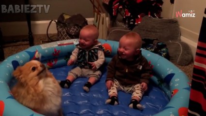 Vídeo: bebés gemelos tienen un tierno ataque de risa con el perrito pomerania