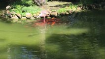 Unlikely friendship of Resort Flamingo feeding the fish in resort pond