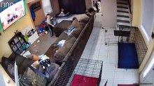 .Funniest Cats And Dogs Videos  - Best Funny Animal Videos 2023