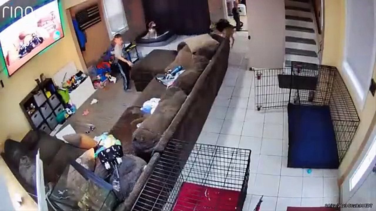 .Funniest Cats And Dogs Videos  - Best Funny Animal Videos 2023