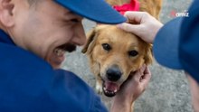 Una perrita hallada en un container de un puerto guarda un secreto más oscuro todavía