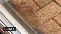 Woman finds giant rat on her back doorstep