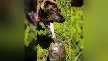.Try Not To Laugh Dogs And Cats  - Funniest Animals Video 2023  #Ever1