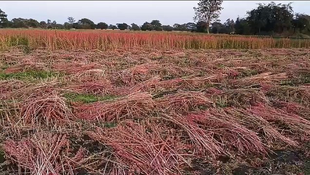 कांठल में लहलहाने लगी अमेरिका सुपर फूड किनवा की फसल