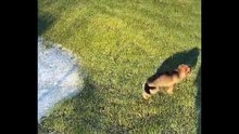 .Funniest Cats And Dogs Videos  - Best Funny Animal Videos 2024 #3