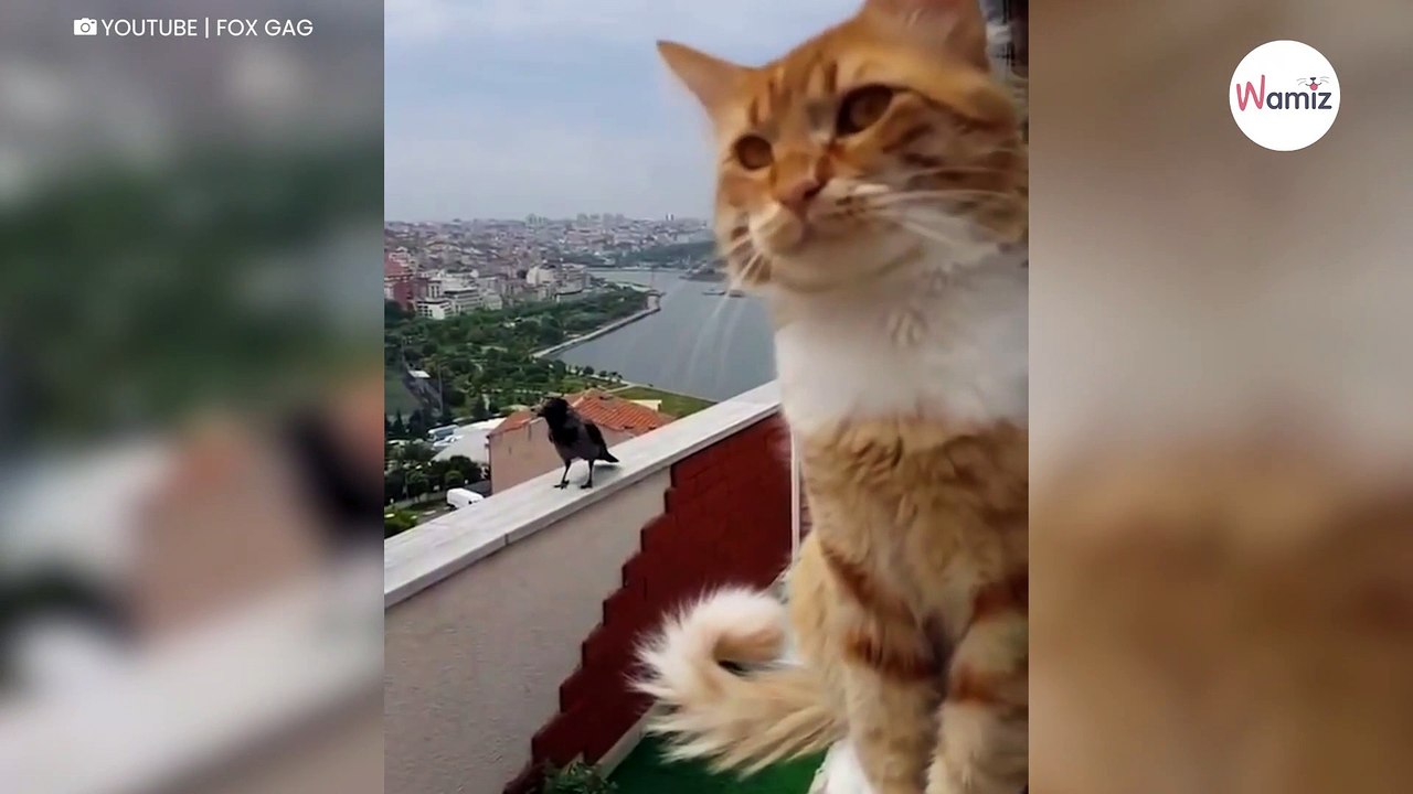 Katze zankt sich mit Krähe: 8 Millionen Menschen lachen sich schlapp (Video)