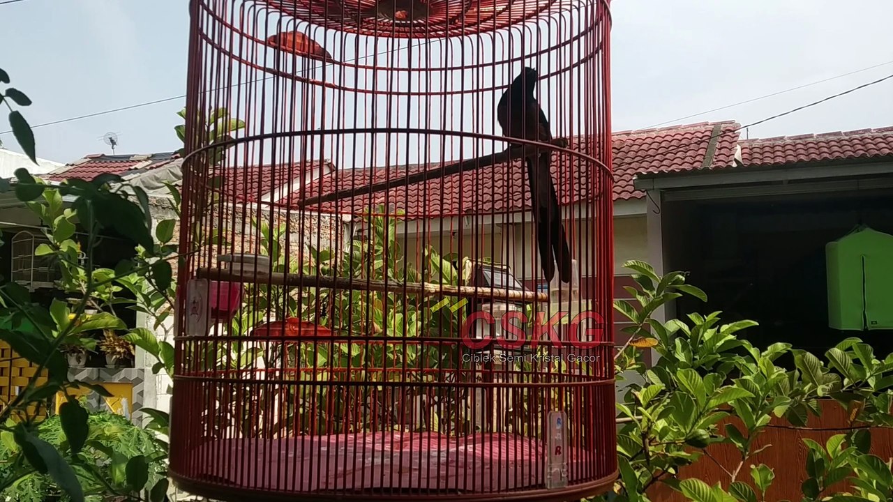 Awas Murai Seperti Ini tidak layak di pelihara