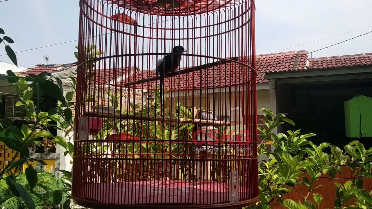 Hindari 6 hal ini agar murai batu kita tidak rusak
