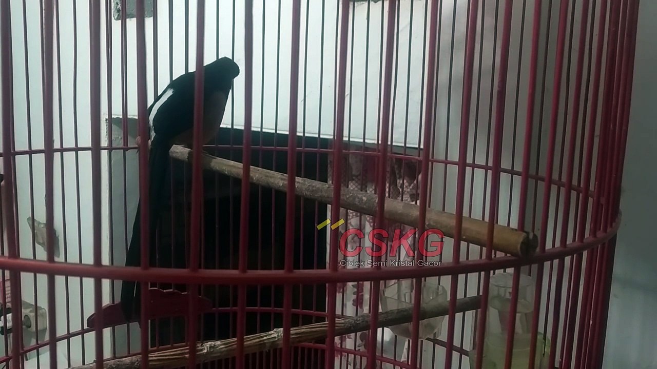 mengatasi murai mengembangkan bulu