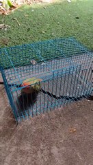 Escape Artist Parrot Just Wants His Ball