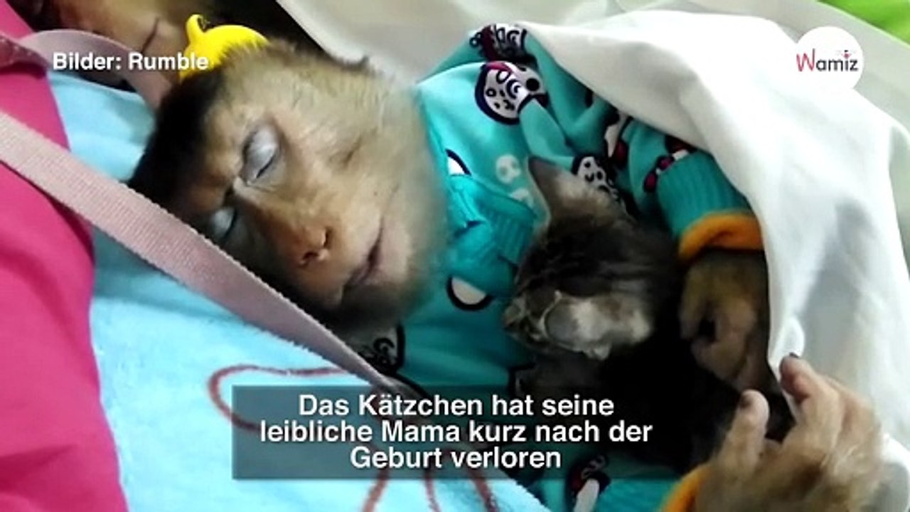 Kätzchen hat seine Mama verloren: Wie der Affe reagiert, sorgt für Gänsehaut!